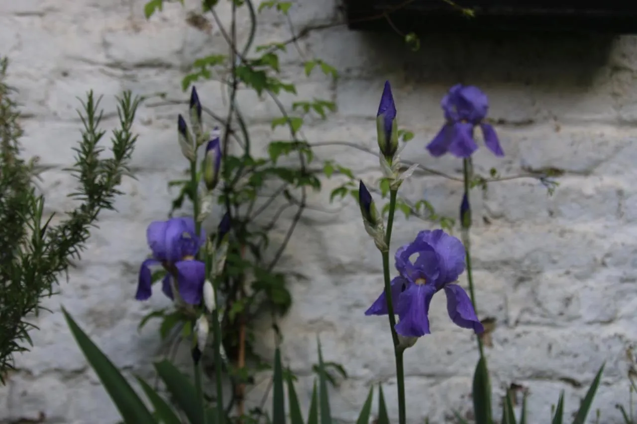 B&B Les Iris contacts
